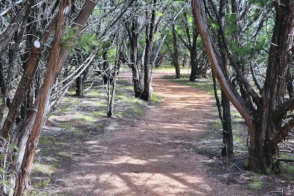 hiking trail through forest in a state park near waco texas