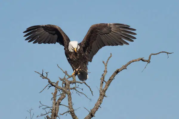 bald eagle landing on a branch at Lake Guntersville State Park in Alabama
