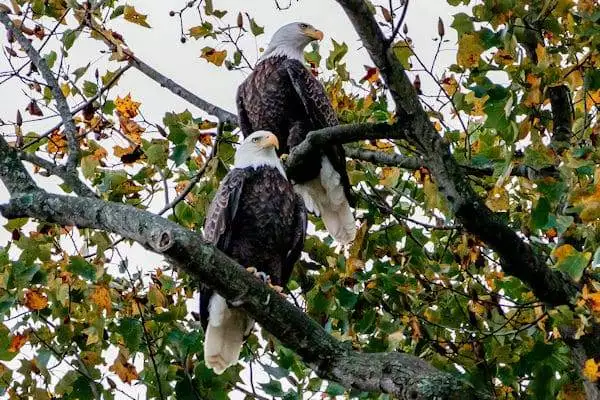 two bald eagles on a branch