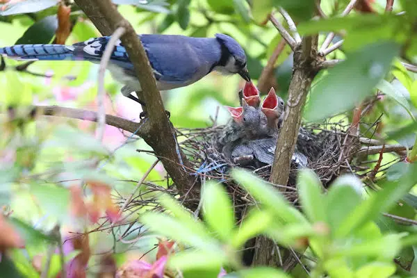 blue jays in nest at aroostook state park in maine