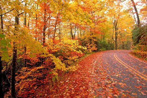 colorful fall leaves at buck's pocket state park in alabama