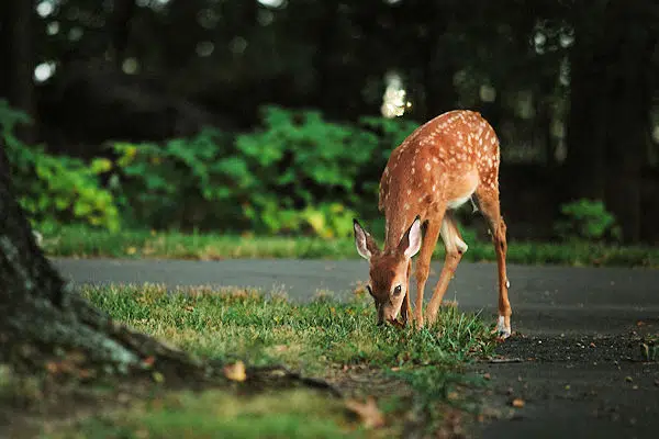 young deer grazing at joe wheeler state park in alabama