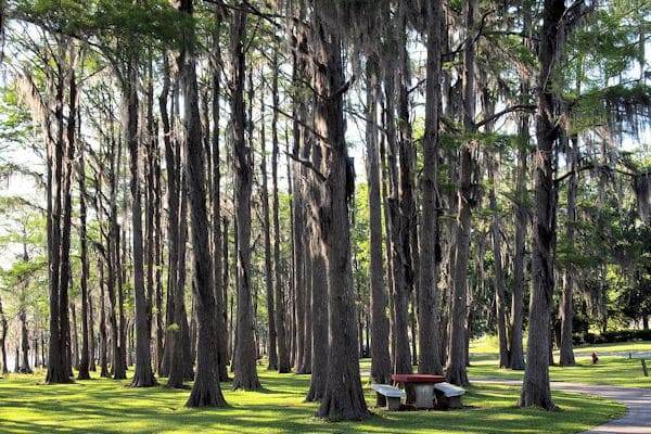 picnic table among the trees at Lake Jackson RV Park in alabama