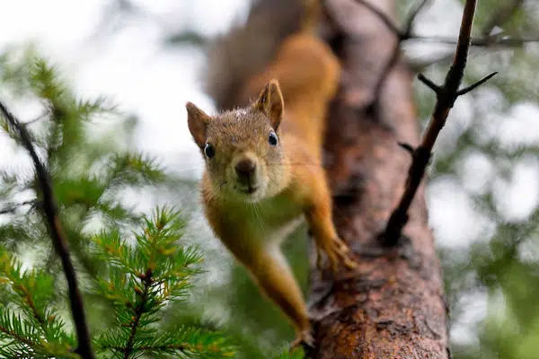 squirrel in a tree at Frank Jackson State Park in Alabama