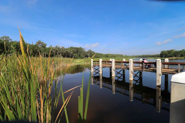 cattails and pier on a lake in a state park near brandon florida