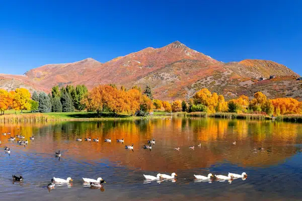 ducks swimming in a pond by a mountain in a state park near salt lake city utah