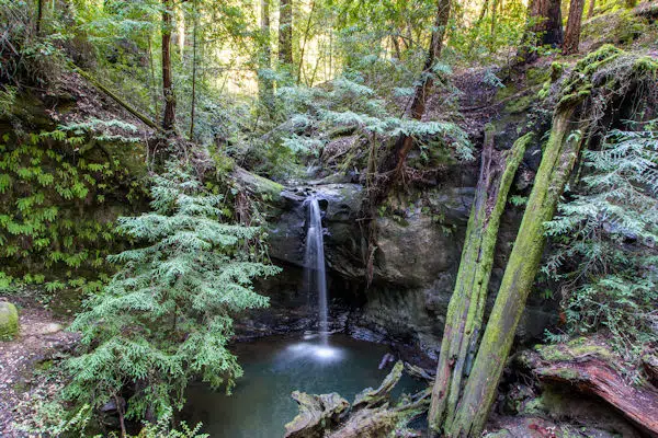 waterfall near giant redwood trees in state park near san francisco california