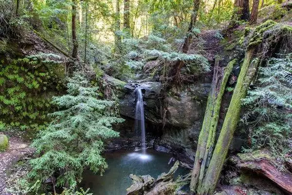 waterfall near giant redwood trees in state park near san francisco california
