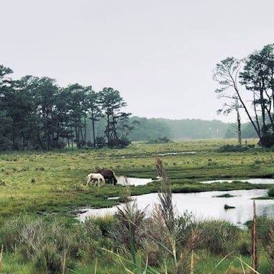Assateague State Park