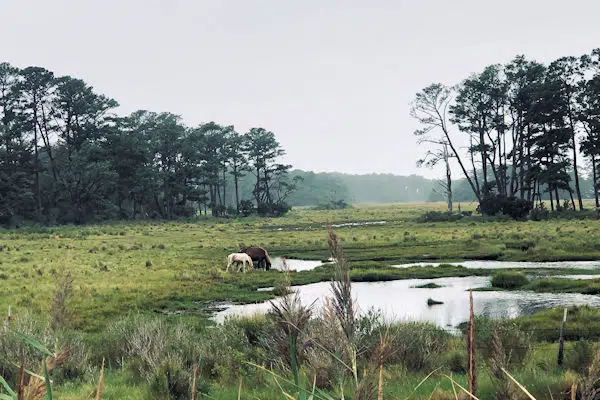 A horse is grazing in a marshy State Park area.