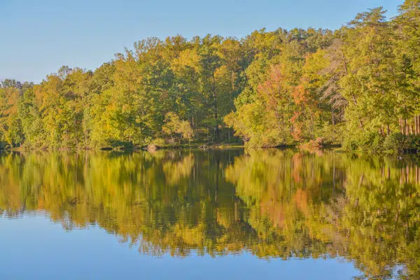 trees reflected in the water at bear creek lake state park in virginia