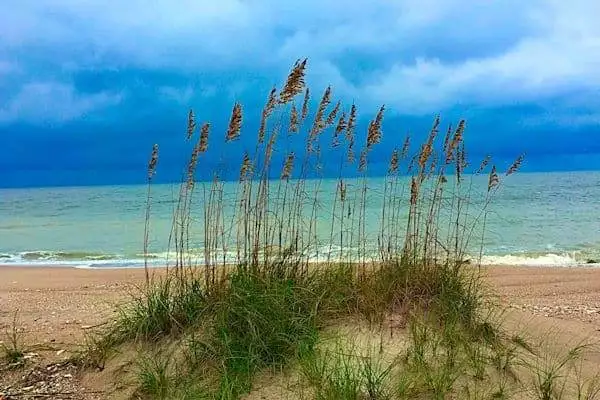 grass growing on a sand dune on the beach at edisto state park in south carolina