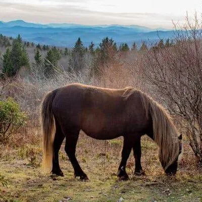 Grayson Highlands State Park
