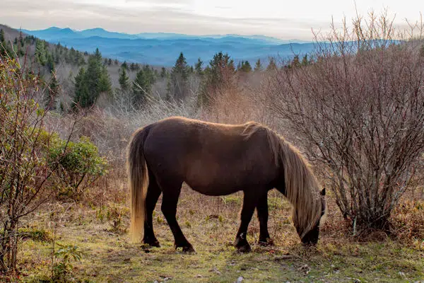 Grayson Highlands State Park in Virginia