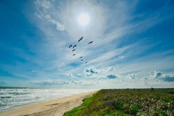 birds flying over the shore at a state park near daytona beach florida