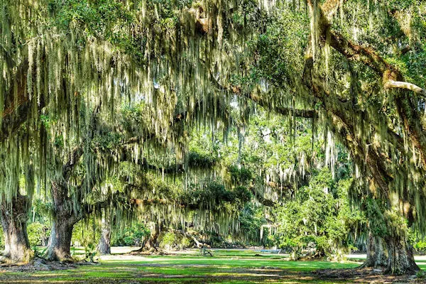 moss hanging from oak trees in a state park near new orleans louisiana