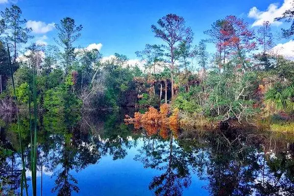 colorful trees reflected in a lake at a state park near orlando florida