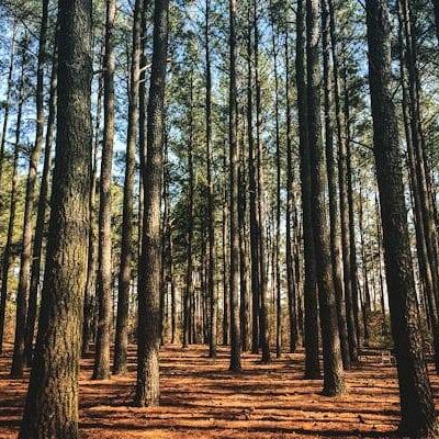 Tuckahoe State Park