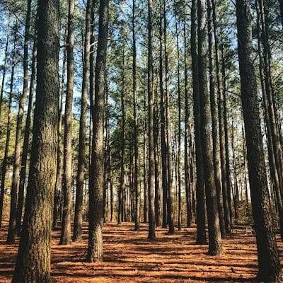 Tuckahoe State Park