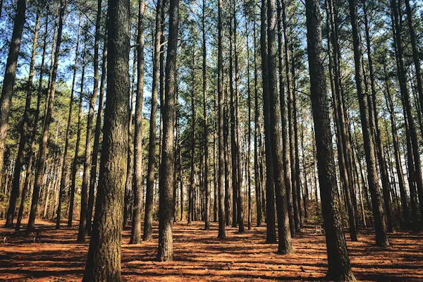 evergreen trees at tuckahoe state park in maryland