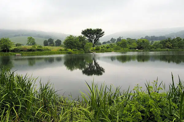 9 State Parks Near Harrisonburg, Virginia 5 green vegetation around a lake in a state park in virginia