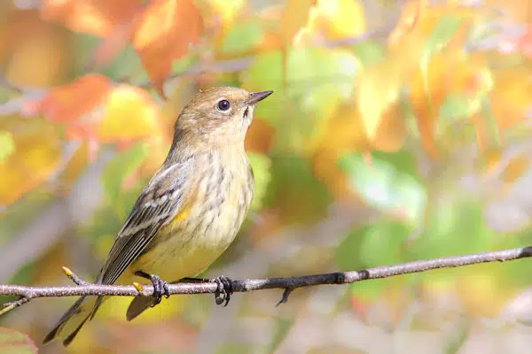 yellow warbler at chippokes state park in virginia