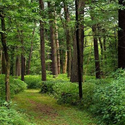 White Pines Forest State Park