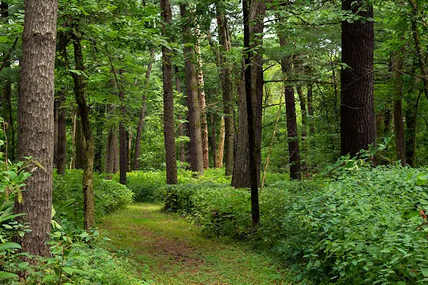 trail through the forest in a state park near galena illinois