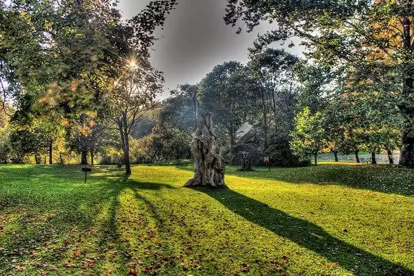 sunset peeking through leaves in a state park near peoria illinois