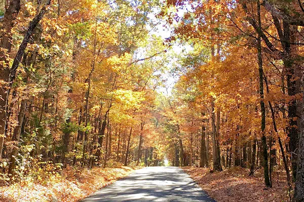 colorful trees in a state park near murfreesboro tennessee