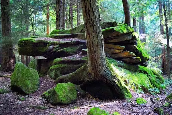moss covered rocks at a state park near altoona pa