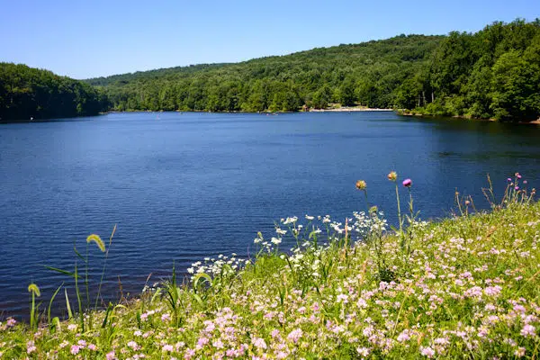 wildflowers by a lake in a state park near baltimore maryland
