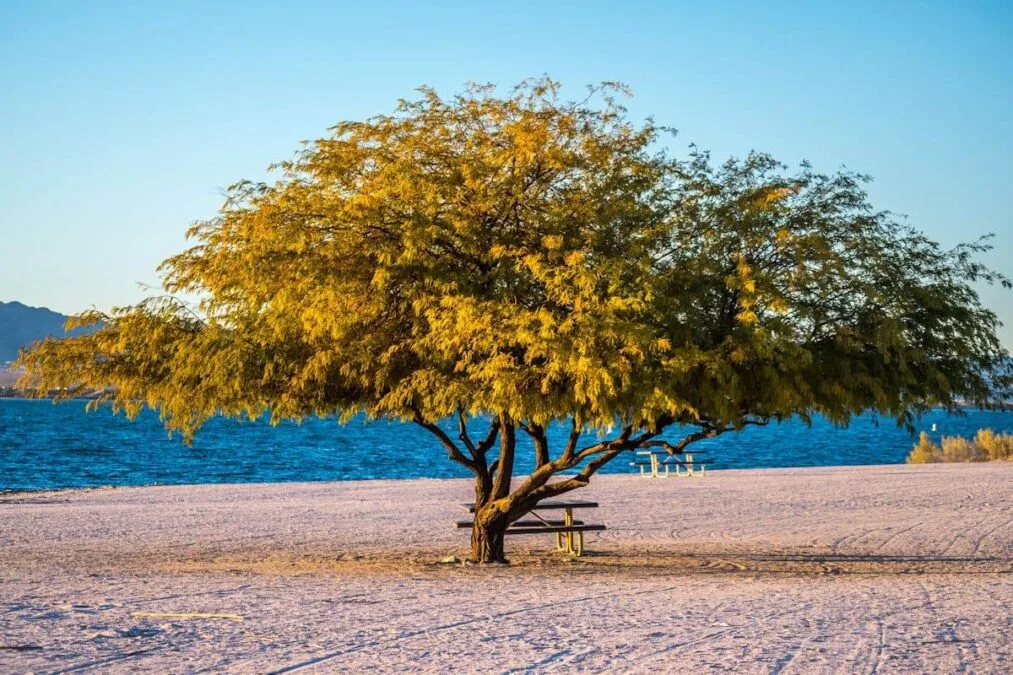 Lake Havasu State Park 14 tree and park bench next to the water at lake havasu state park in arizona