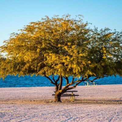 Lake Havasu State Park