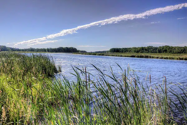 cattails along the shore of a lake in a state park near nisswa minnesota