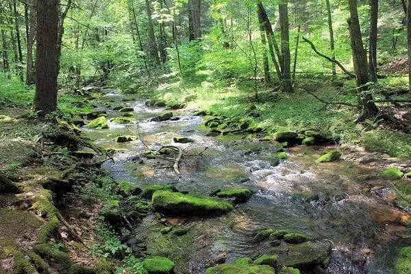 brook running through the forest at a state park near altoona pennsylvania