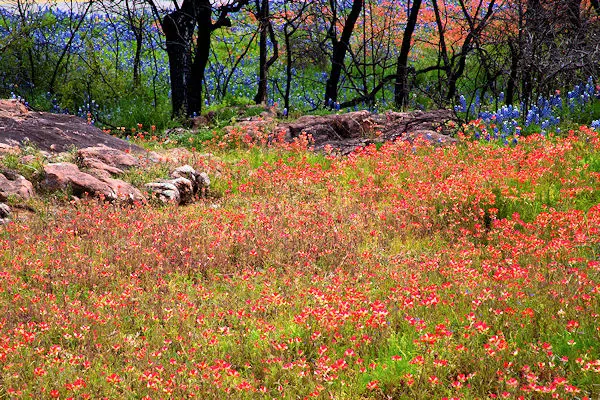 paintbrush flowers cover a hillside in a state park near marble falls texas