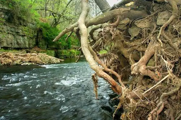 stream flows past exposed tree roots in a state park near peoria illinois