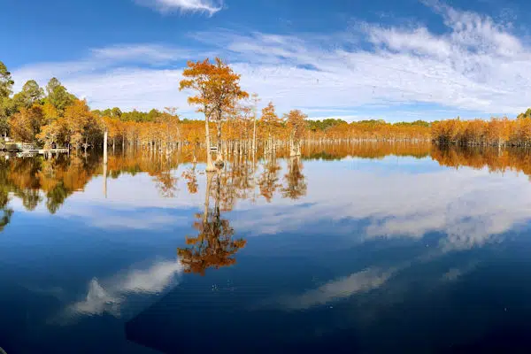 cypress trees by a pond in a state park near statesboro georgia