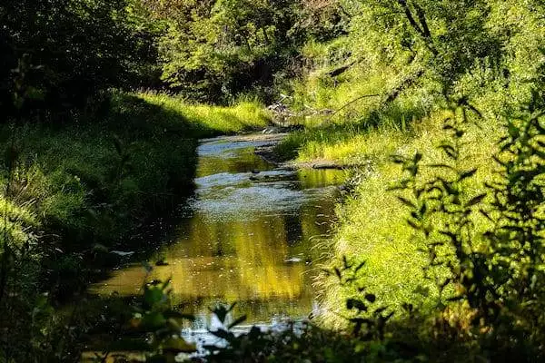 a river flows through the woods at a state park near fargo north dakota