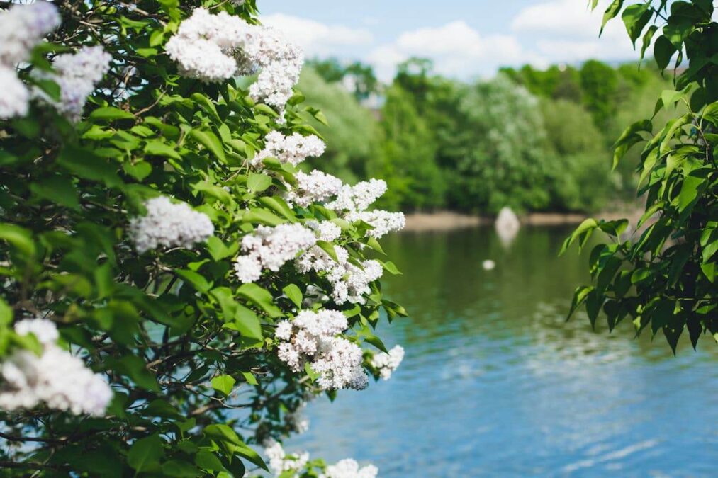 lilacs by a lake in a state park near baraboo wisconsin