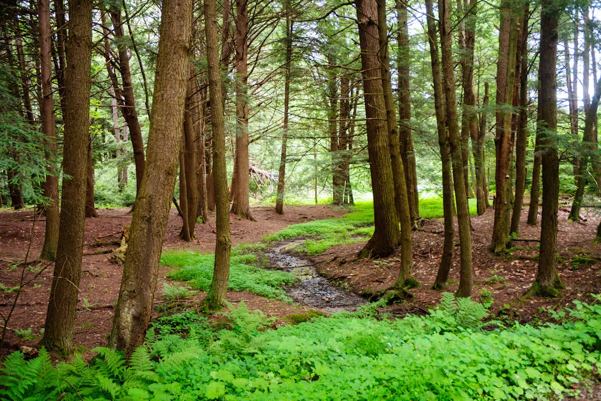 stream running through the forest in a state park near carlisle pennsylvania