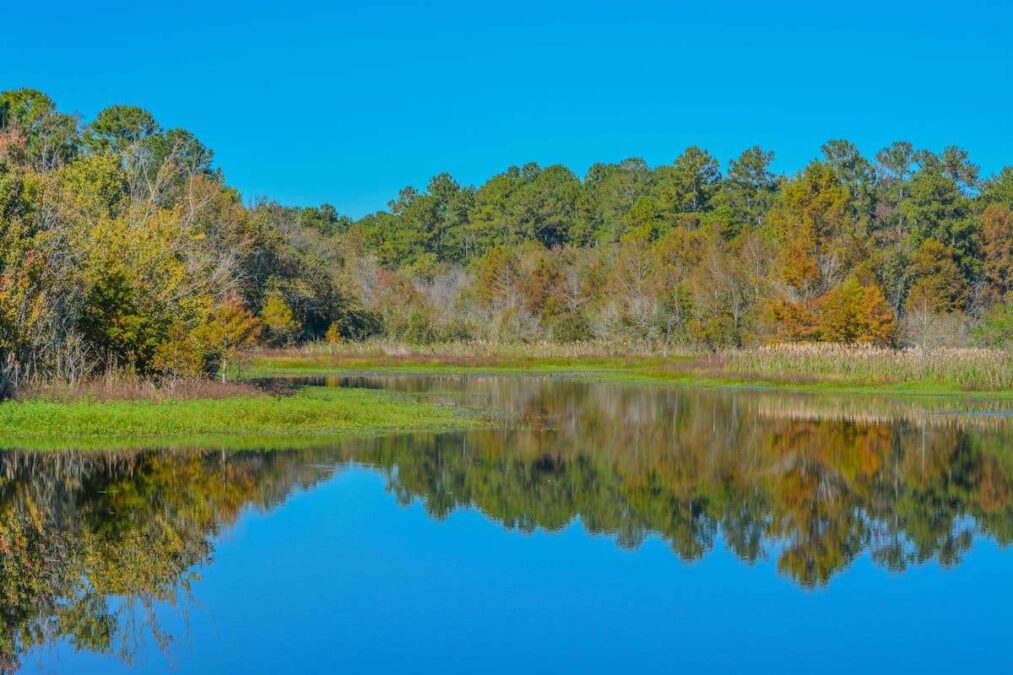 trees reflected in the water at a state park near columbus georgia