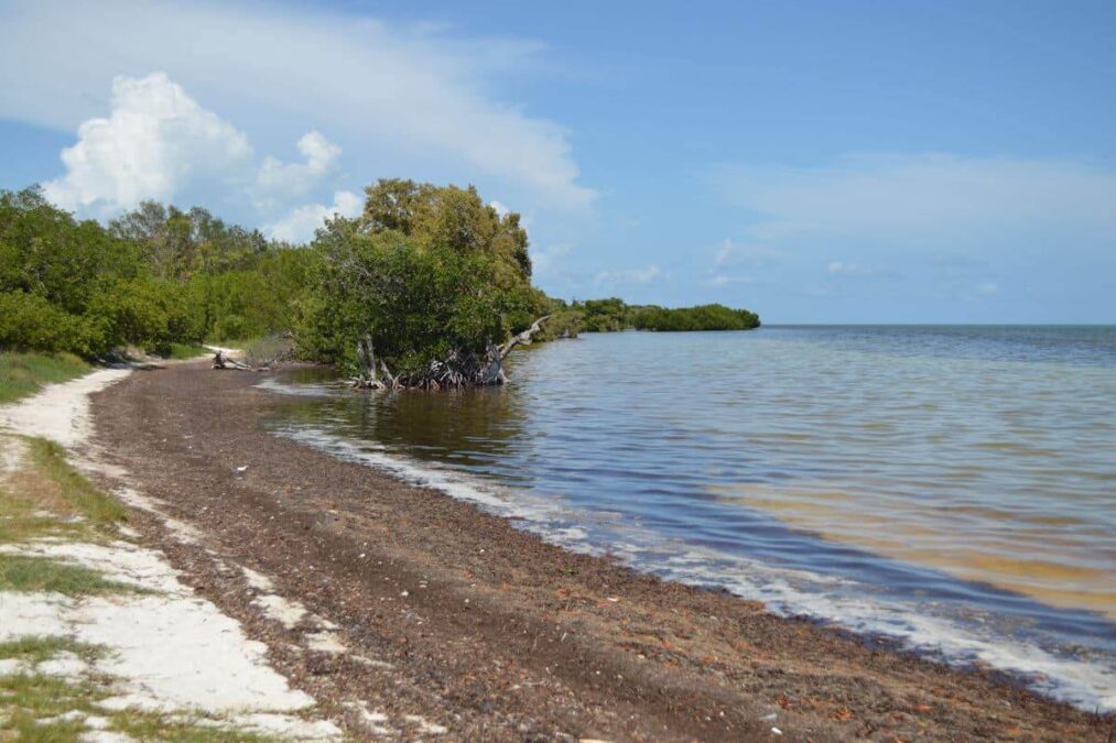 waves lapping the beach in a state park near fort myers florida