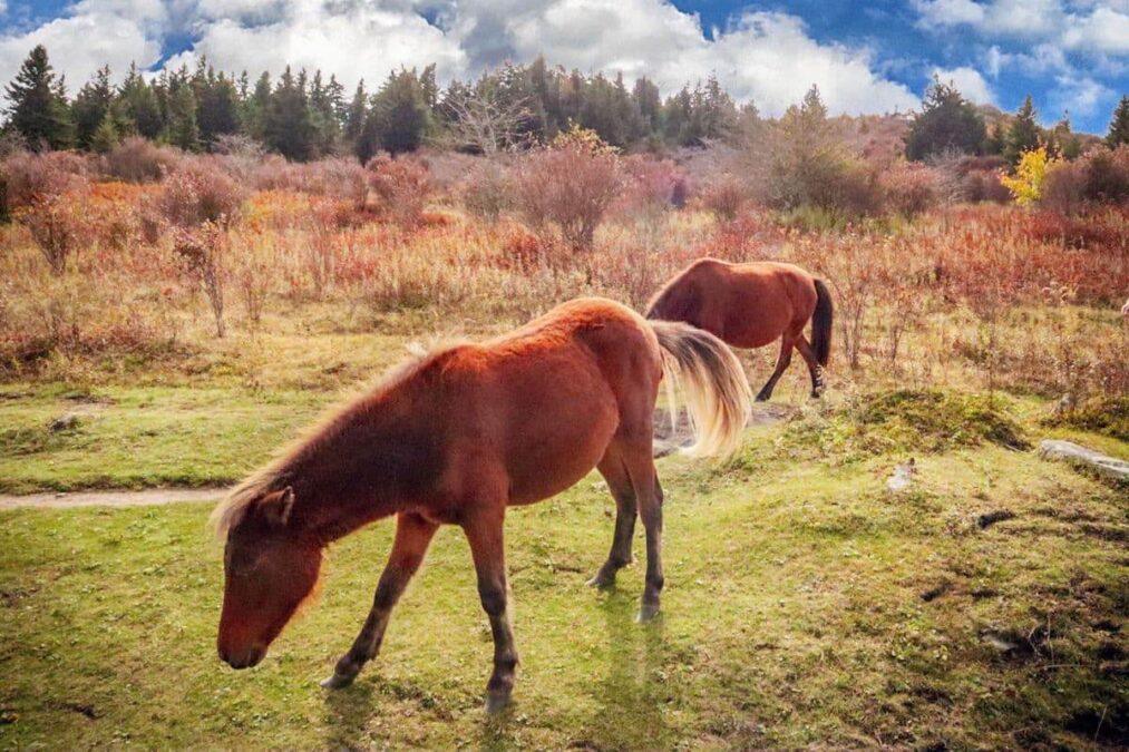 wild ponies grazing at a state park near wytheville virginia