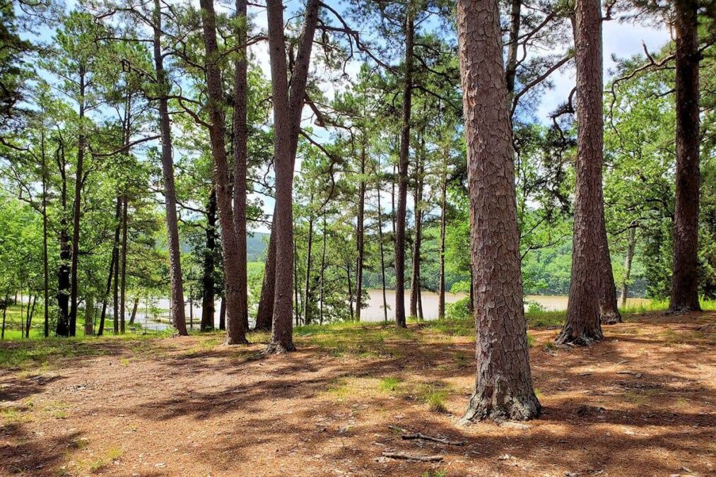 Forest at Clayton Lake State Park