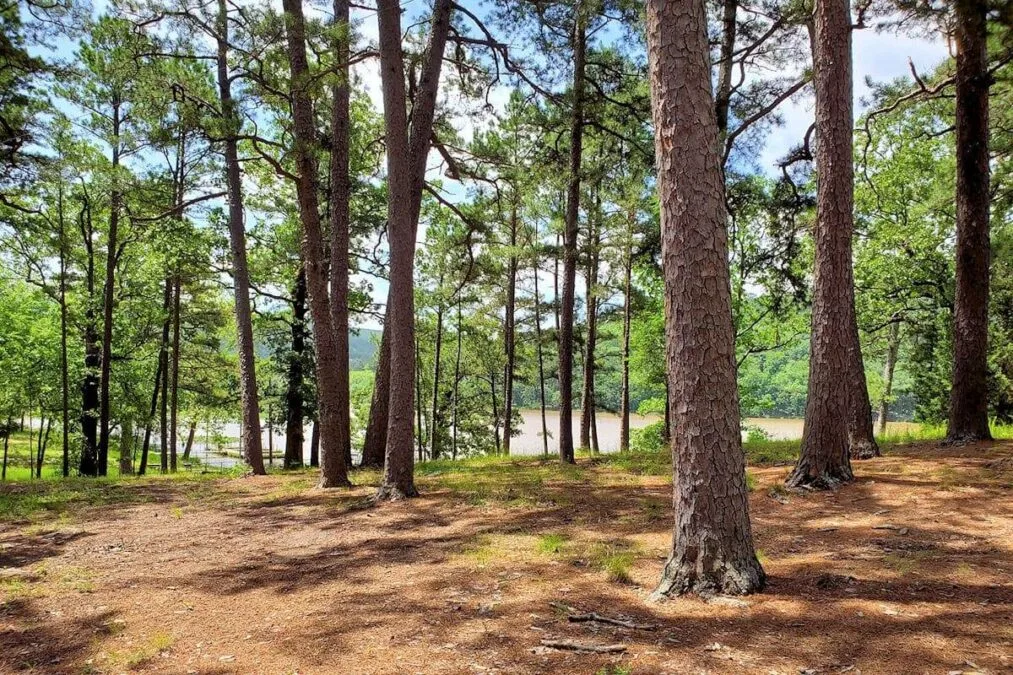 Clayton Lake State Park 5 Forest at Clayton Lake State Park