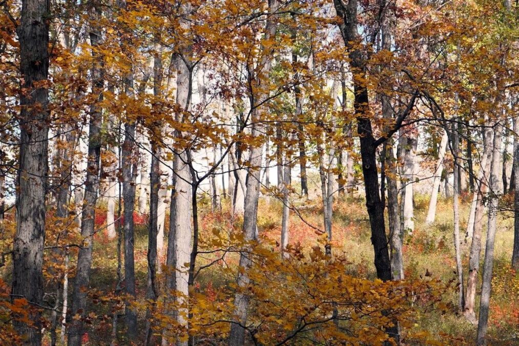 stand of birch trees in a state park near hannibal missouri