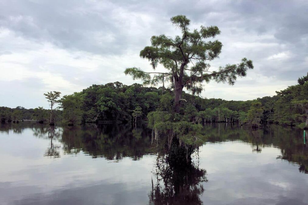 trees reflected on the surface of the water in a state park near lake charles louisiana
