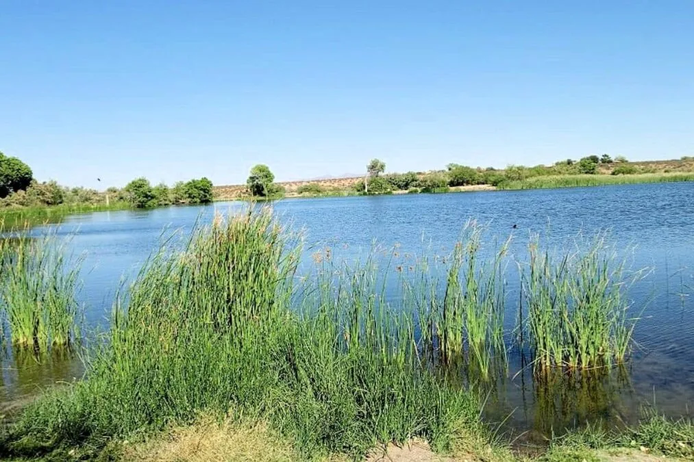 Dankworth Pond State Park 6 view from the shore at dankworth pond state park in arizona